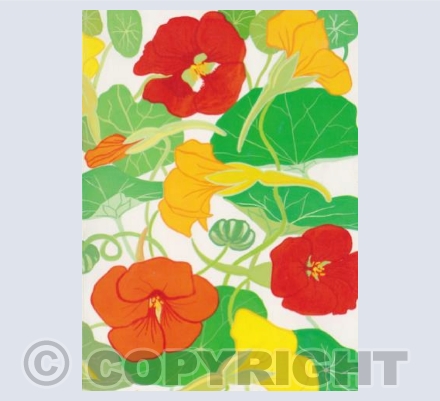 Nasturtiums