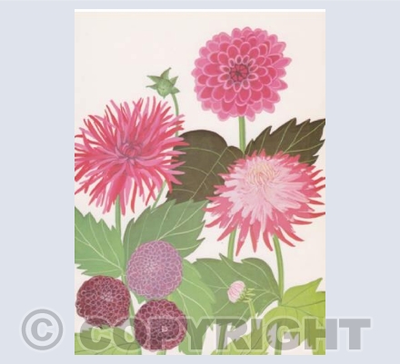 Dahlias