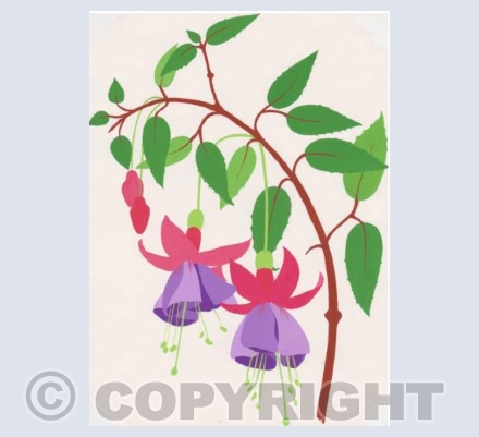 Fuschias