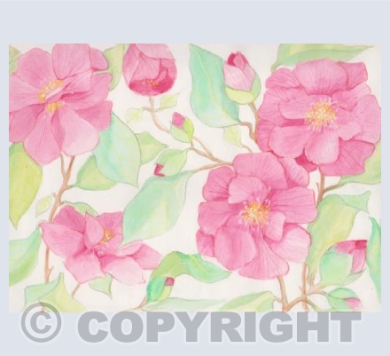 Camellias