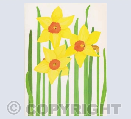 Yellow daffodils