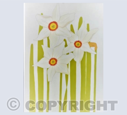 Narcissus