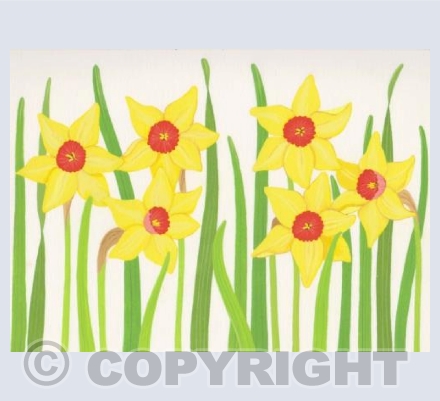 Daffodil Border