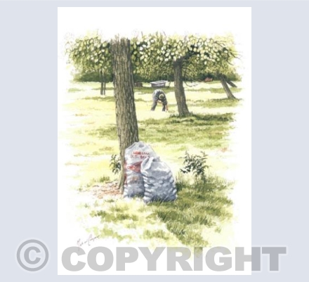 Picking Apples