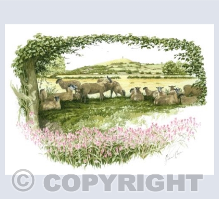 Sheep Peace