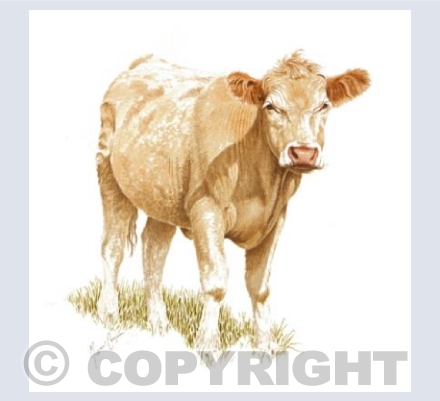 Young Charolais