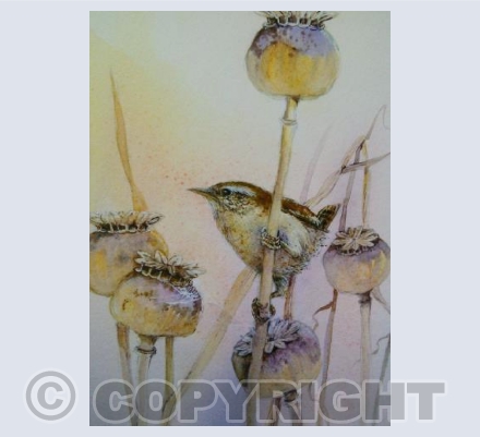 Wren on poppy seed heads