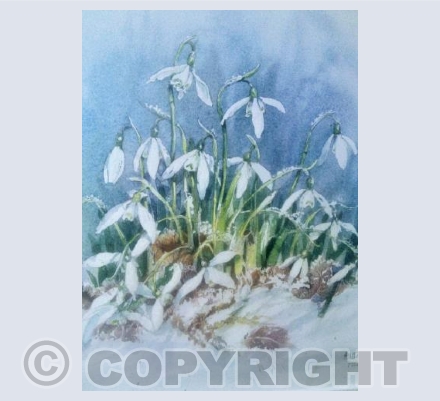 Snowdrops