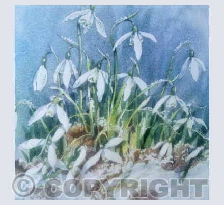 SNOWDROPS