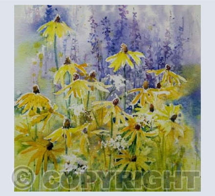 RUDBECKIA