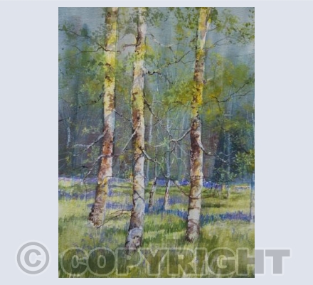 SPRING BIRCHES