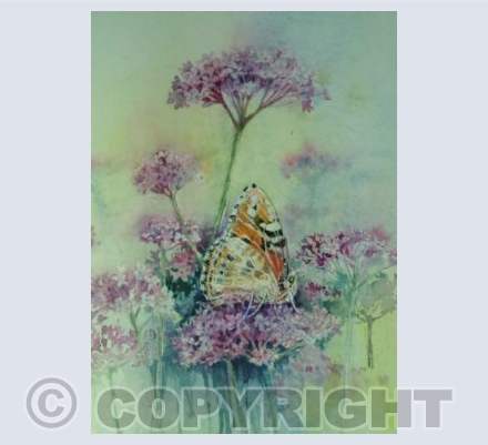 Painted Lady on Verbena