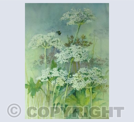 Hogweed and Bee