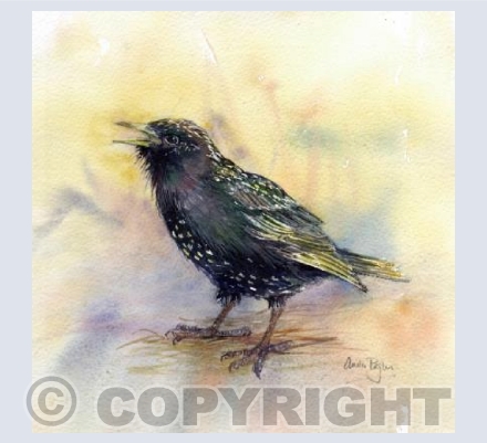 Cheeky Starling