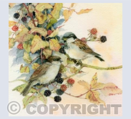 Sparrows on Brambles