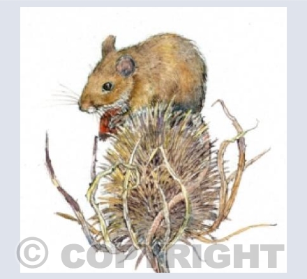 Field Mouse