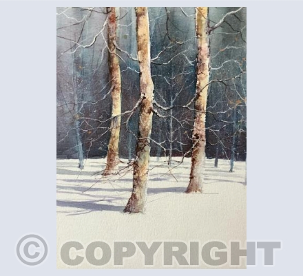 Winter Birches