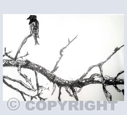 Lonely bird