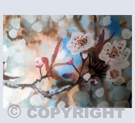Cherry Blossom