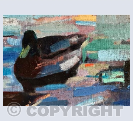 Colourful Duck 
