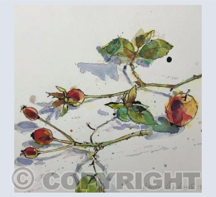 Rose-hips square card