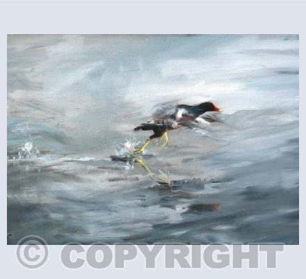 Moorhen landscape card