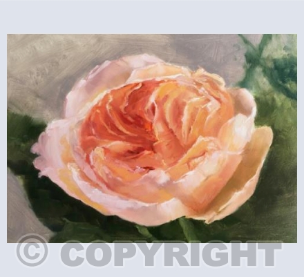 Apricot Ripple