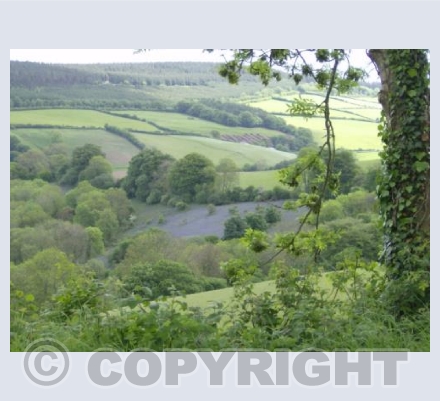 Bluebell woods