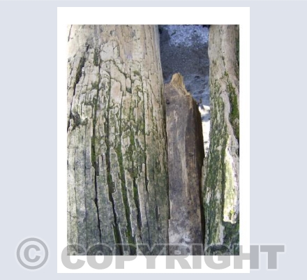 Driftwood Groynes, West Beach