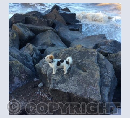 Dog on the Rocks