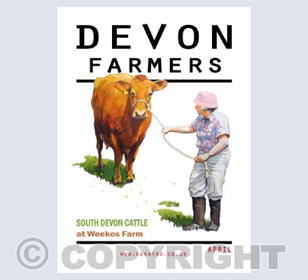 South Devon Cattle