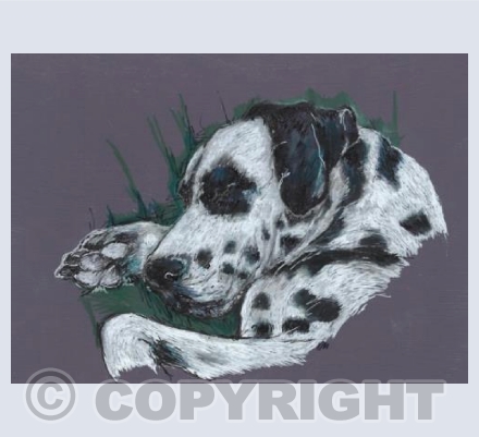 Henry The Dog