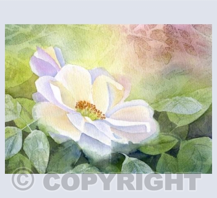 Summer rose