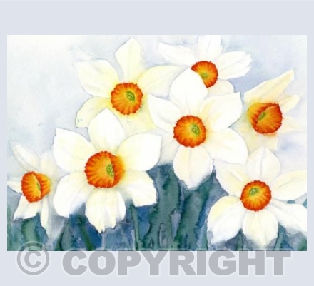 Spring narcissus