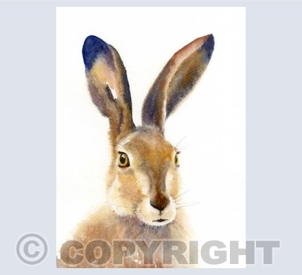 Wistful Hare