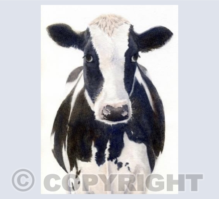 Moo!