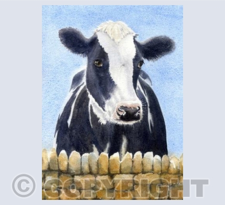 Curious Cow