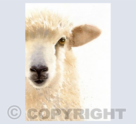 Peek-a-boo Sheep