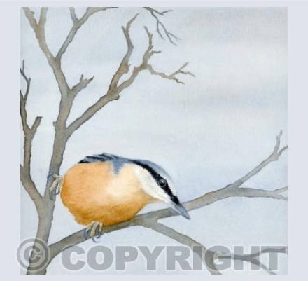 Nuthatch