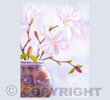 Magnolia stars