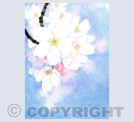 Spring blossom