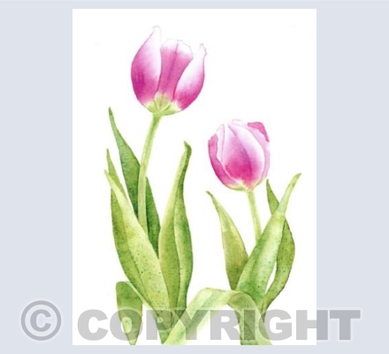 Pink tulips