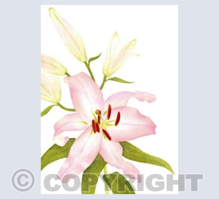 Pink lily