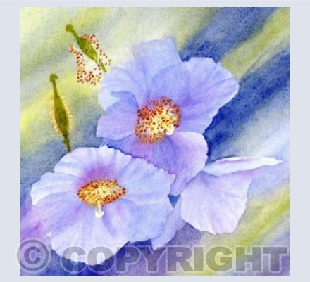 Meconopsis bright
