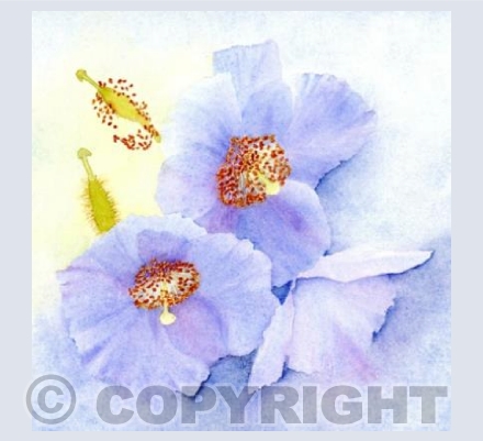 Meconopsis dawn