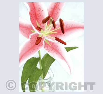 Tiger lily