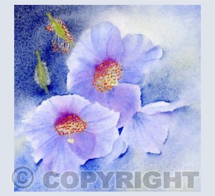 Meconopsis dusk