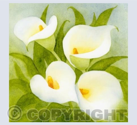 Calla lilies
