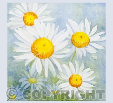 Daisy fresh