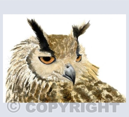 Eagle-eyed owl